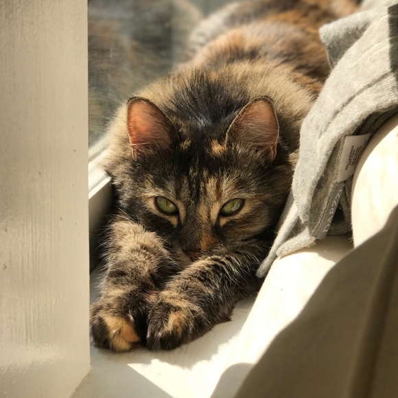 Meet your Posher, Perperla - Picture 1 of 1